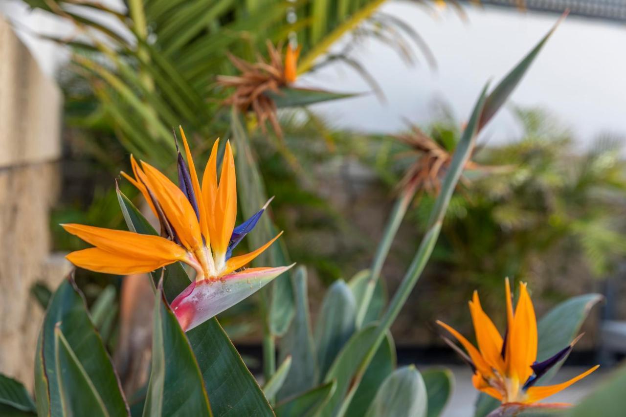 Medano4You The Strelitzia Terrace El Médano Eksteriør bilde