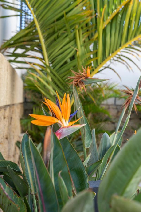 Medano4You The Strelitzia Terrace El Médano Eksteriør bilde